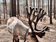 -北极村旅游风景区