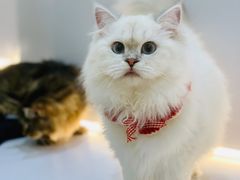 -COLOR PETS 撸猫馆·购猫·猫咖(长风大悦城店)