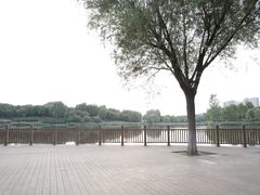 -大兴滨河森林公园