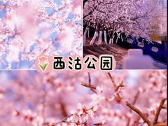 -桃花堤公园