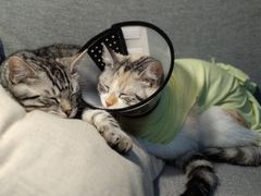 -纳吉亚猫专科动物医院博雅分院