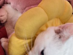 -纳吉亚猫专科动物诊疗中心(蒋宅口分院)