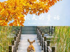 -泗洪洪泽湖湿地景区