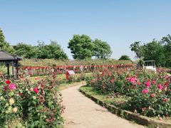 -武汉紫薇都市田园