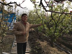 -南汇老顾农家乐采摘大团水蜜桃采摘店