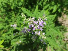 -北京十三陵国家森林公园蟒山景区