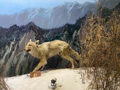 -陕西自然博物馆