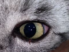 -萌兽医馆·犬猫专科·眼科中心·宠物医院(朝阳门分院)