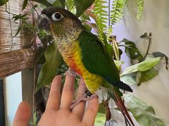 -吉丁鸟咖·异宠·寄养