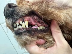 -达爱动物医院·犬猫分区·CT·复杂眼科(远洋山水分院)
