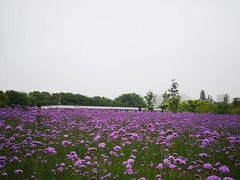 -杭州城北体育公园