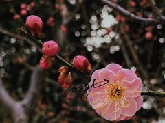 -颐和园