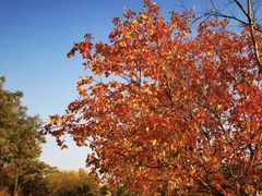-永定河休闲森林公园