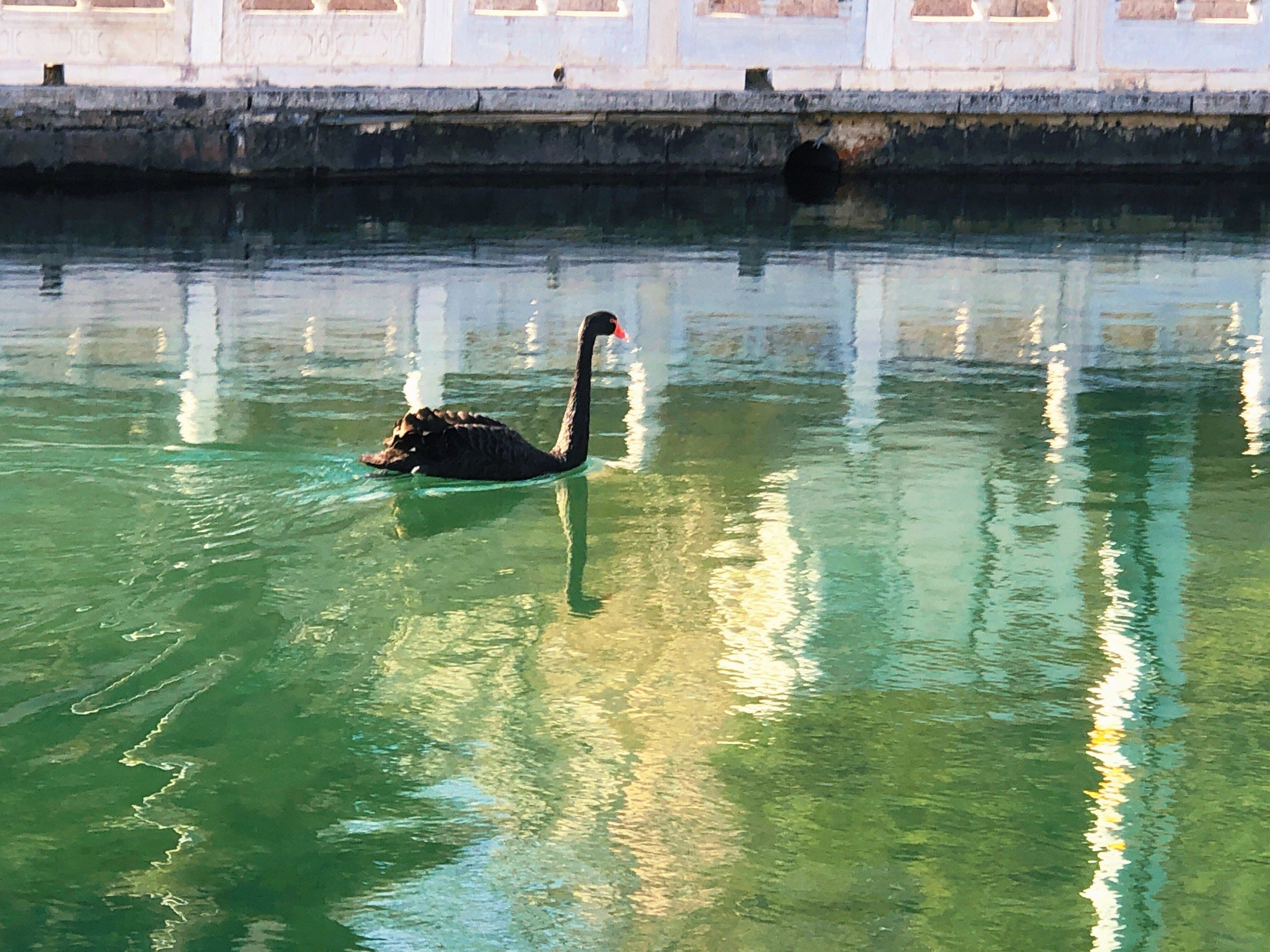南长河清澈水面里的黑天鹅