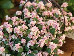 -双季花艺园艺市场(浦东店)