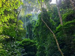 -西双版纳原始森林公园