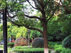 -麦当劳(杨高南路店)