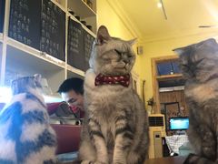 -猫色咖啡·猫咖
