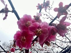 -听松楼·花园酒店·自助餐厅(红梅公园店)