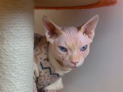 -猫腻·猫咖·撸猫馆(星光大道店)