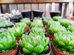 -金陵花卉交易市场