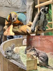 -Zoolung Zoolung动物主题公园(海信广场店)