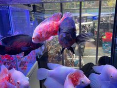 -青石桥花鸟鱼虫市场(叠翠城店)