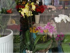 -丽景花品行(青安路店)