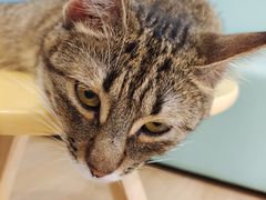 -猫在这儿猫咪咖啡馆·撸猫馆