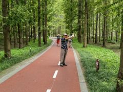 -黄海国家森林公园