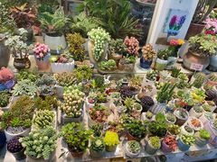 -双季花艺园艺市场(浦东店)