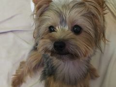 -PETKIT 小佩宠物·低压洗护·美容·寄养(安远店)