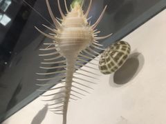-青岛贝壳博物馆