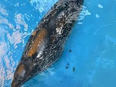 -海合安成都极地海洋公园