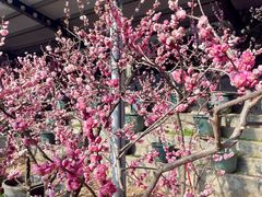 -红螺寺