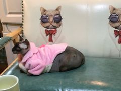 -李小姐の猫咖啡馆(五角场店)