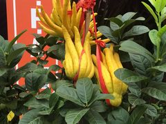 -重庆市江北嘴中央商务区中央公园