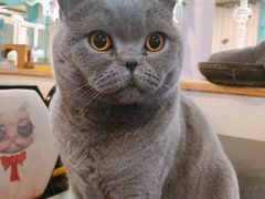 -猫小院猫主题咖啡厅(北锣店)