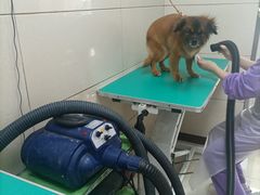 -北京观赏动物医院·24小时大型综合·猫专科·异宠专科