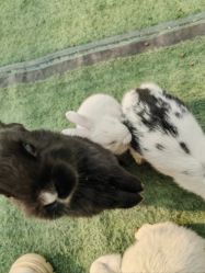 -萌宠亲子动物乐园(槐房万达店)