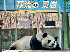 -栾川竹海野生动物园