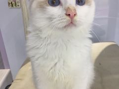 -喵的天空名猫咖啡馆·撸猫·猫舍·用品