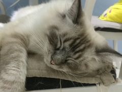 -喵的天空名猫咖啡馆·撸猫·猫舍·用品