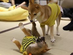 -逗柴咖啡屋·狗咖猫咖宠物桌游
