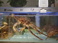 -超级物种·波龙工坊(国贸店)