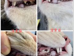 -爱洗澡的猫(望京店)