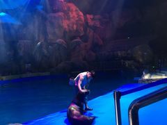 -芜湖新华联大白鲸海洋公园