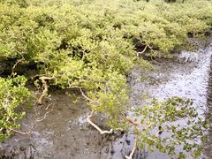 -北海金海湾红树林生态旅游区