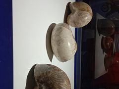 -贝壳王国博物馆