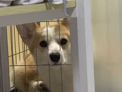 -宠颐生宠物医院·心肾内科·猫专科诊疗中心宠巢店
